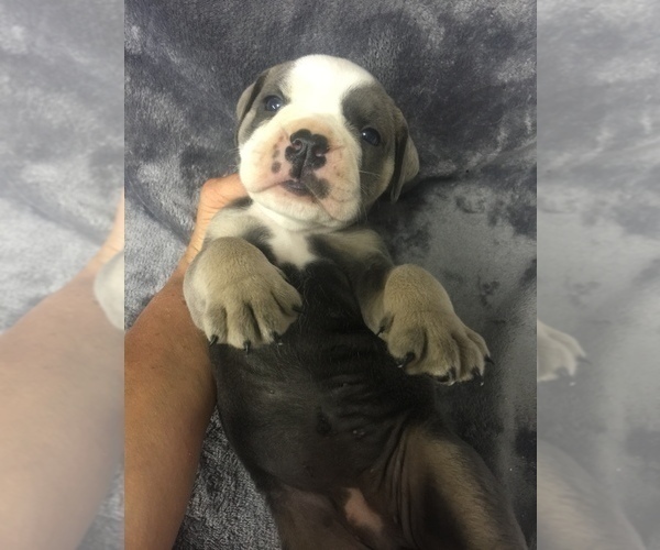 Medium Photo #8 Olde English Bulldogge Puppy For Sale in CHETEK, WI, USA