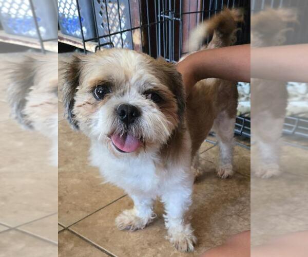 Medium Photo #4 Shih Tzu Puppy For Sale in San Antonio, TX, USA