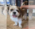 Small #3 Shih Tzu