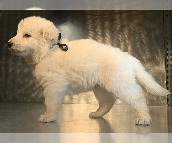 Medium Photo #25 German Shepherd Dog Puppy For Sale in WASHINGTON, NJ, USA