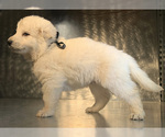 Small Photo #25 German Shepherd Dog Puppy For Sale in WASHINGTON, NJ, USA