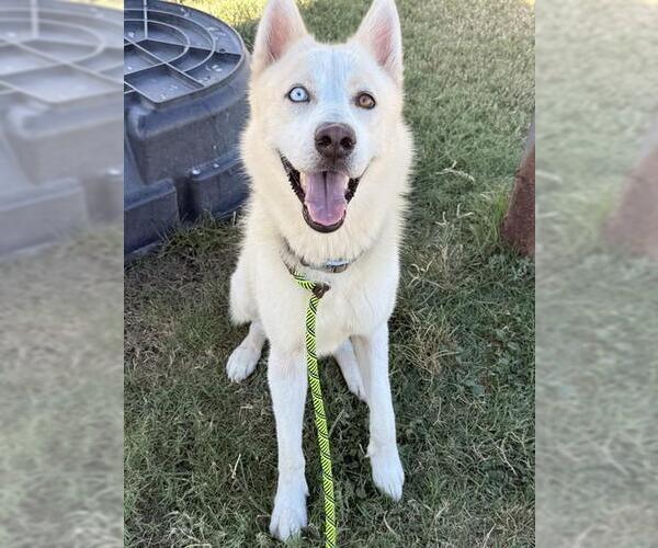 Medium Photo #1 Siberian Husky-Unknown Mix Puppy For Sale in Corpus Christi, TX, USA
