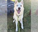 Small Siberian Husky Mix