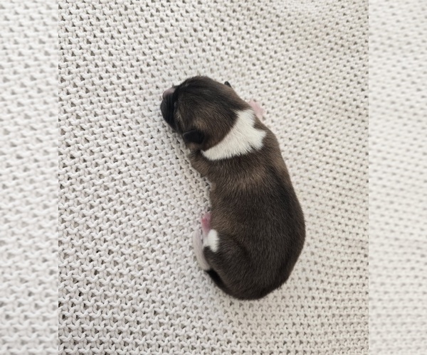 Medium Photo #2 Akita Puppy For Sale in STRAFFORD, MO, USA
