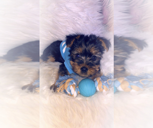 Yorkshire Terrier Puppy for sale in BOLINGBROOK, IL, USA