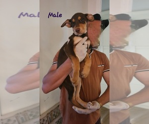 Doberman Pinscher-Siberian Husky Mix Puppy for sale in LOS ANGELES, CA, USA