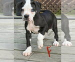 Audrey - Female Bulldog Dog for Adoption - Small photo