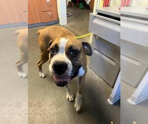 Boxer Dogs for adoption in Santa Cruz, CA, USA