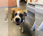 Small Boxer