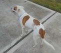 Small Photo #3 American Bulldog-Border Collie Mix Puppy For Sale in HOUSTON, TX, USA