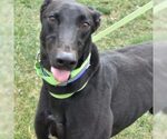 Small Greyhound