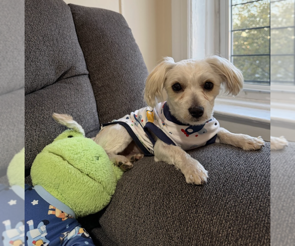 Medium Photo #9 Maltese-Unknown Mix Puppy For Sale in Brooklyn, NY, USA