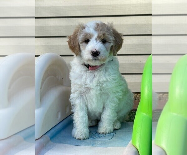 Medium Photo #1 Goldendoodle Puppy For Sale in CANTON, OH, USA