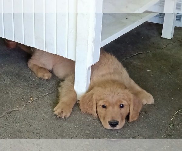 Medium Photo #2 Golden Retriever Puppy For Sale in NORDLAND, WA, USA