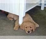 Small #1 Golden Retriever