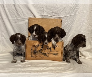 Brittany Puppy for Sale in CLIFTON, Kansas USA