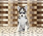 Small #2 Pomsky