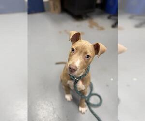 American Pit Bull Terrier Dogs for adoption in Peoria, IL, USA