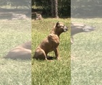 Small Photo #6 Cane Corso Puppy For Sale in HUDSON, NH, USA