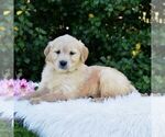 Small #1 Golden Retriever