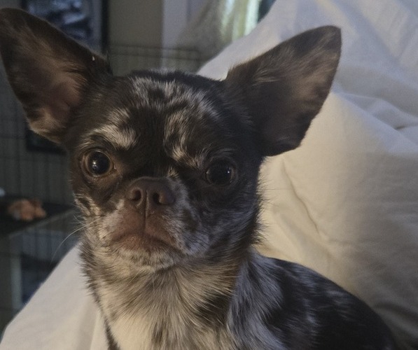 Medium Photo #1 Chihuahua Puppy For Sale in WELLINGTON, OH, USA