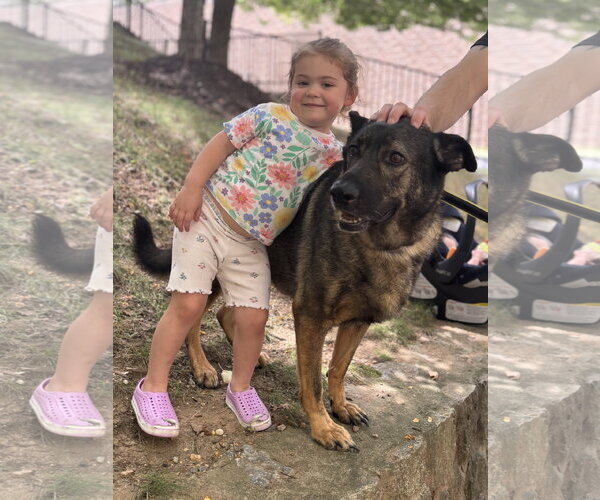 Medium Photo #2 German Shepherd Dog Puppy For Sale in Centreville, VA, USA