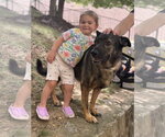 Small #1 German Shepherd Dog
