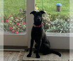 Small Photo #3 Labrador Retriever-Unknown Mix Puppy For Sale in Doylestown, PA, USA