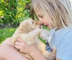 Small Photo #8 Australian Labradoodle Puppy For Sale in SEATTLE, WA, USA