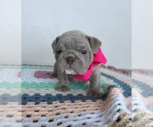 English Bulldog Puppy for sale in SPEEDWELL, TN, USA