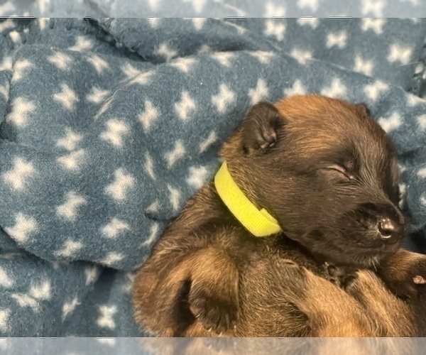 Medium Photo #182 Belgian Malinois Puppy For Sale in REESEVILLE, WI, USA