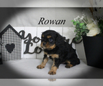 Small #12 Cavalier King Charles Spaniel