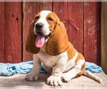 Puppy Otis Basset Hound