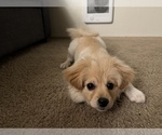 Small Photo #1 Shiranian Puppy For Sale in BREMERTON, WA, USA