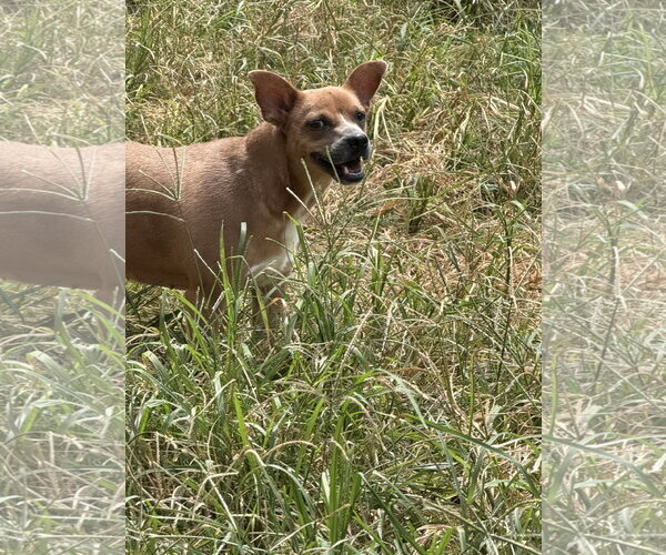 Medium Photo #1 Rat-Cha Puppy For Sale in Jackson, MS, USA