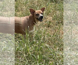 Rat-Cha Dogs for adoption in Jackson, MS, USA
