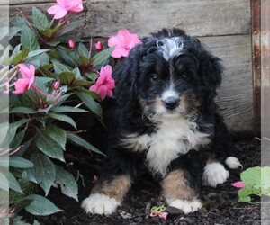 Miniature Bernedoodle Puppy for sale in FREDERICKSBURG, OH, USA