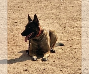 Mother of the Belgian Malinois puppies born on 07/17/2019