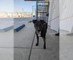 Small American Pit Bull Terrier