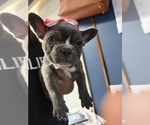 Small #2 French Bulldog
