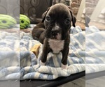 Small Photo #45 Boxer Puppy For Sale in RALEIGH, NC, USA