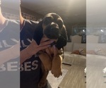 Small Photo #4 Bloodhound Puppy For Sale in STOCKTON, CA, USA