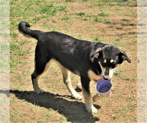 Gracey - Female Siberian Husky-Unknown Mix Dog for Adoption - Photo #6
