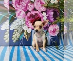 Small #2 Chihuahua