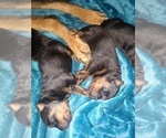 Small Photo #12 Rottweiler Puppy For Sale in NIPOMO, CA, USA