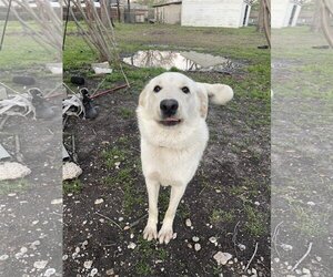 Great Pyrenees-Unknown Mix Dogs for adoption in Rowlett, TX, USA