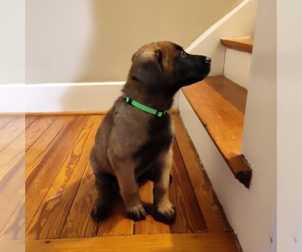 Medium Photo #2 German Malinois Puppy For Sale in MADISON, TN, USA