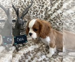 Small #5 Cavalier King Charles Spaniel