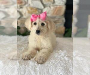 Goldendoodle Puppy for sale in KISSIMMEE, FL, USA
