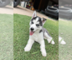Small Photo #2 Siberian Husky Puppy For Sale in BRKN ARW, OK, USA